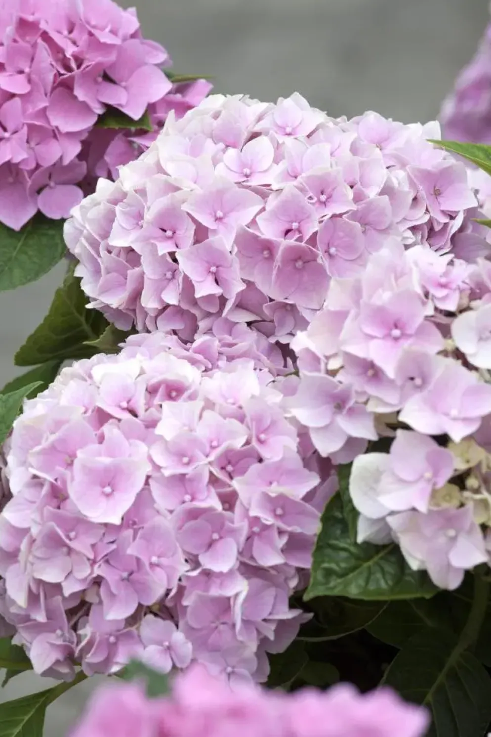 Hydrangea macrophylla (Hortensia)