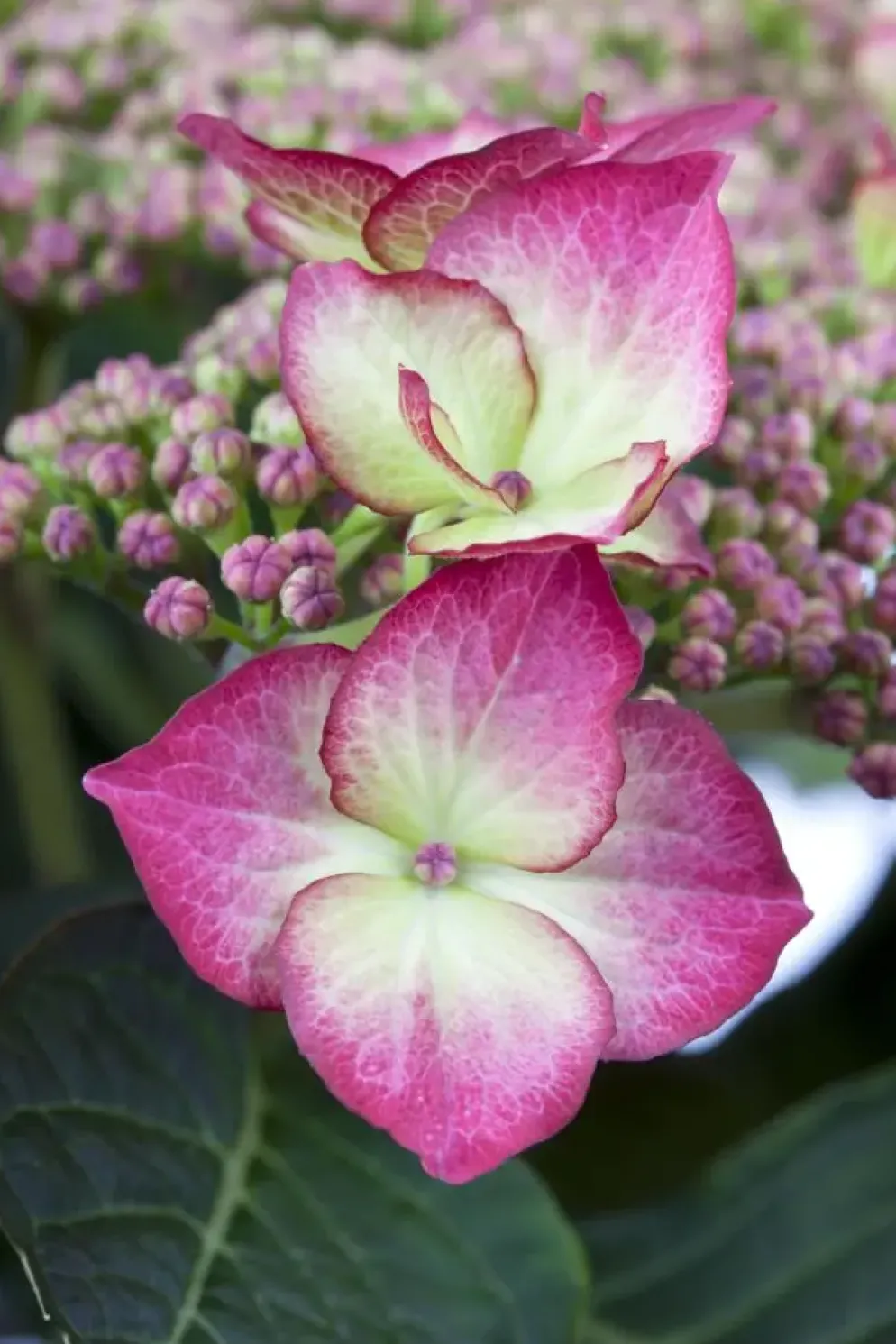 Hydrangea macrophylla (Hortensia)