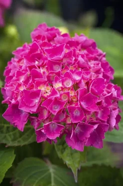 Hydrangea macrophylla (Hortensia)