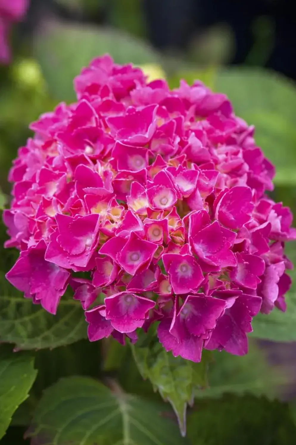 Hydrangea macrophylla (Hortensia)