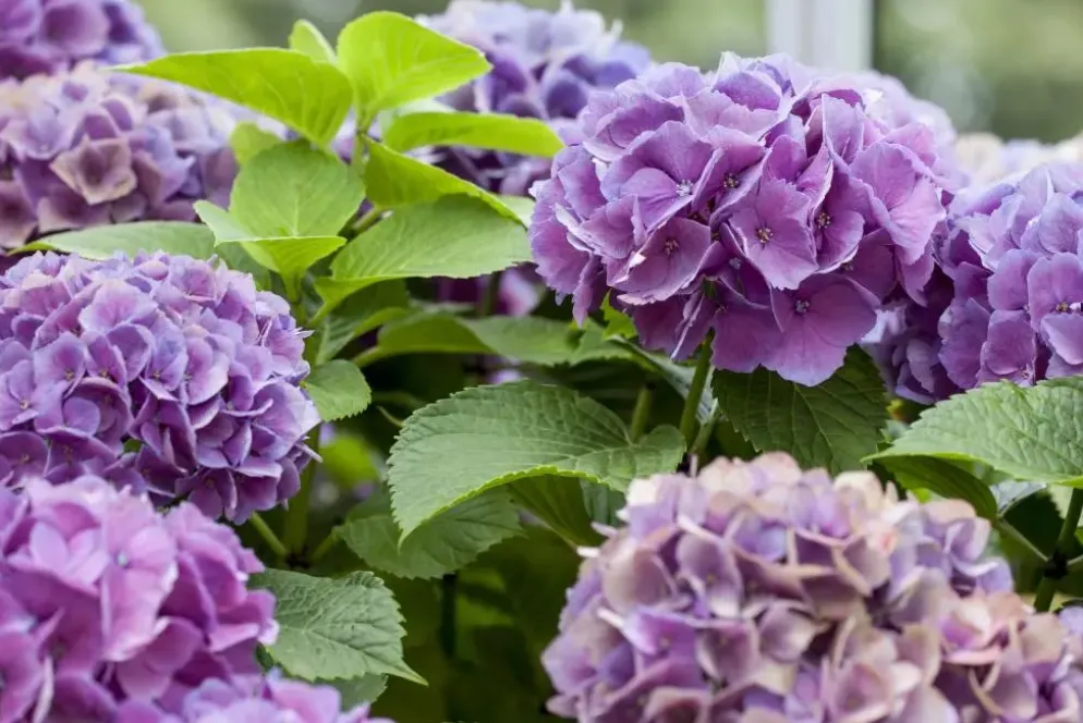 Hydrangea macrophylla (Hortensia)