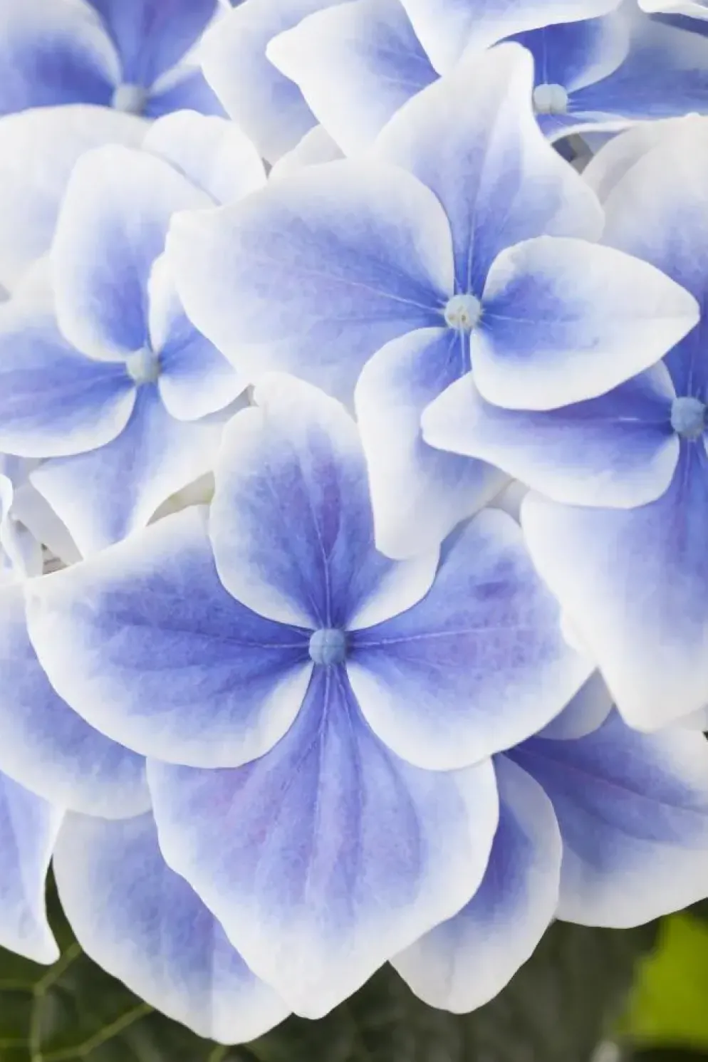 Hydrangea macrophylla (Hortensia)