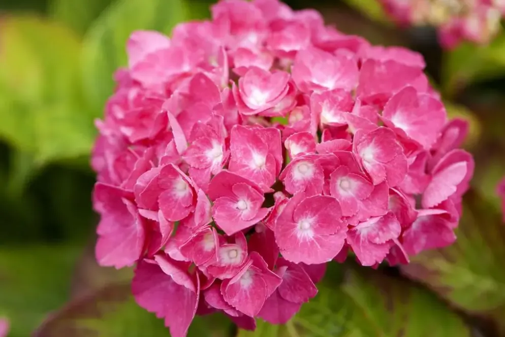 Hydrangea macrophylla (Hortensia)