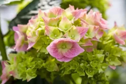 Hydrangea macrophylla (Hortensia)