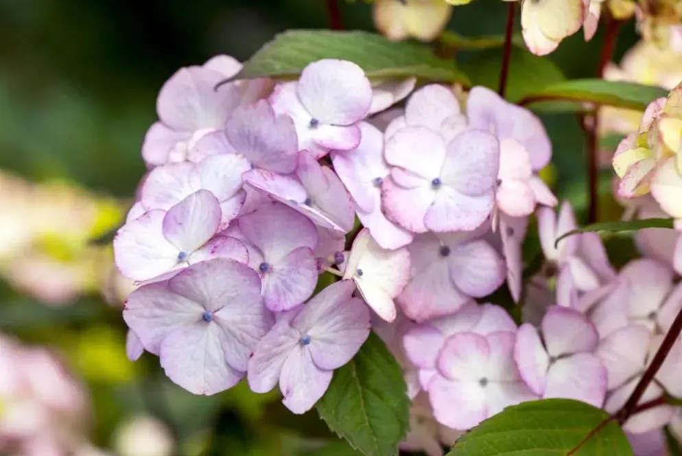 Hydrangea macrophylla (Hortensia)