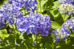 Hydrangea macrophylla (Hortensia)