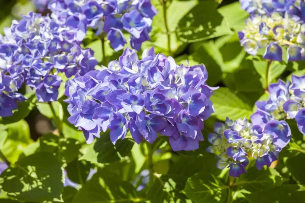 Hydrangea macrophylla (Hortensia)