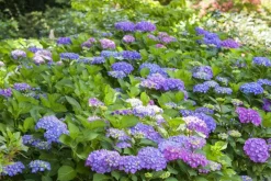 Hydrangea macrophylla (Hortensia)