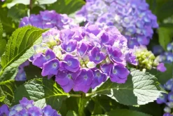 Hydrangea macrophylla (Hortensia)