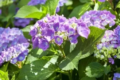 Hydrangea macrophylla (Hortensia)