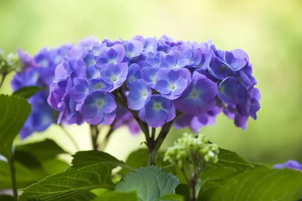 Hydrangea macrophylla (Hortensia)
