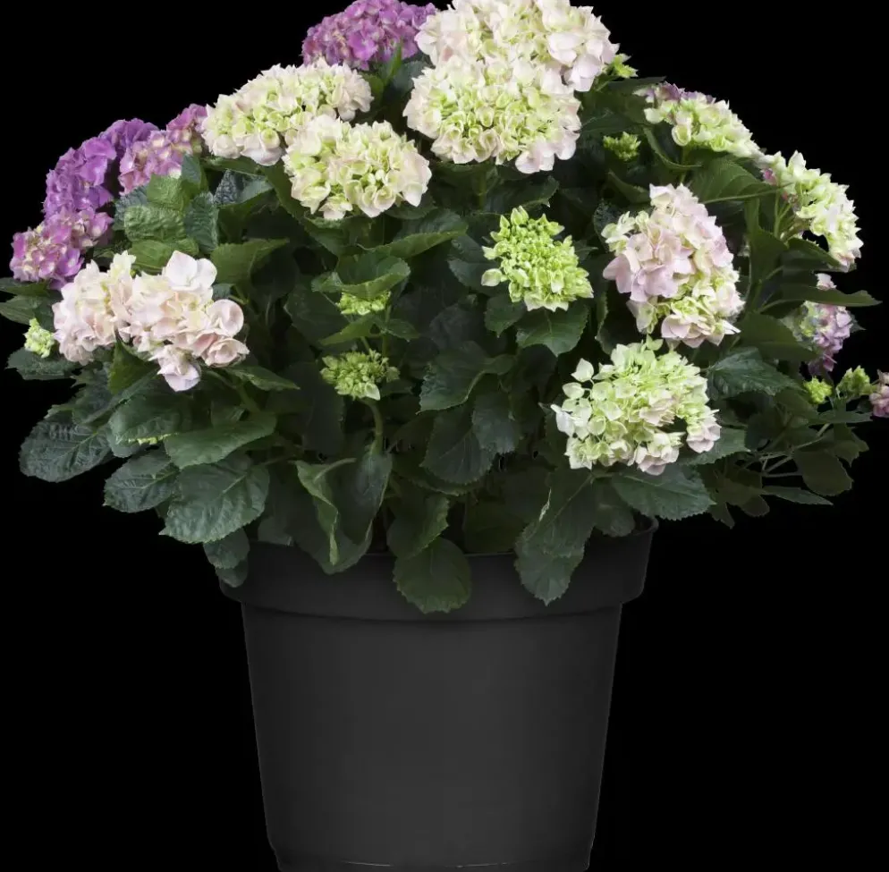 Hydrangea macrophylla (Hortensia)