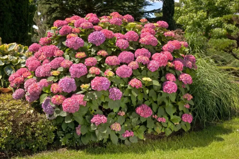Hydrangea macrophylla (Hortensia)