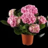 Hydrangea macrophylla (Hortensia)