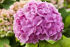 Hydrangea macrophylla (Hortensia)