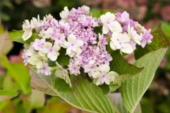 Hydrangea macrophylla (Hortensia)