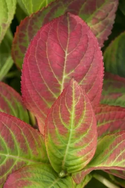 Hydrangea macrophylla (Hortensia)