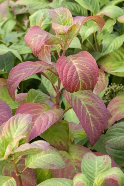 Hydrangea macrophylla (Hortensia)