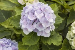 Hydrangea macrophylla (Hortensia)