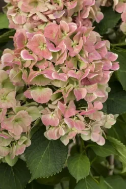 Hydrangea macrophylla (Hortensia)