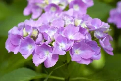 Hydrangea macrophylla (Hortensia)