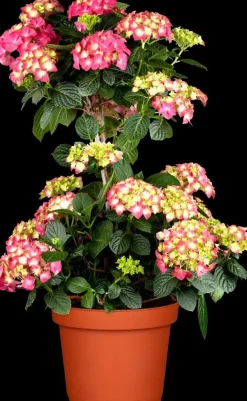 Hydrangea macrophylla (Hortensia)