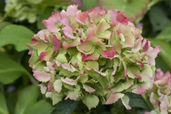 Hydrangea macrophylla (Hortensia)