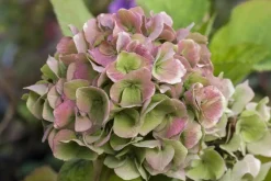 Hydrangea macrophylla (Hortensia)