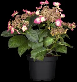 Hydrangea macrophylla (Hortensia)