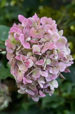 Hydrangea macrophylla (Hortensia)