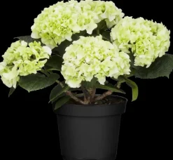 Hydrangea macrophylla (Hortensia)