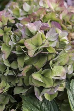 Hydrangea macrophylla (Hortensia)