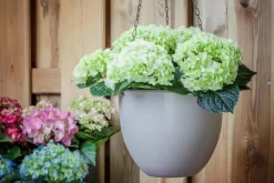 Hydrangea macrophylla (Hortensia)