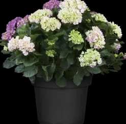 Hydrangea macrophylla (Hortensia)