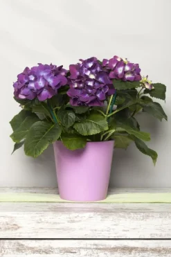 Hydrangea macrophylla (Hortensia)