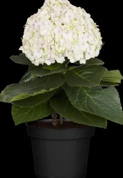 Hydrangea macrophylla (Hortensia)