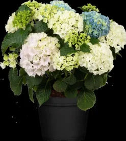 Hydrangea macrophylla (Hortensia)
