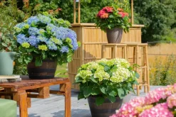 Hydrangea macrophylla (Hortensia)