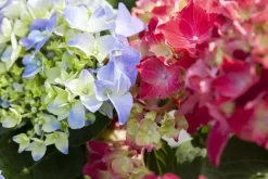 Hydrangea macrophylla (Hortensia)