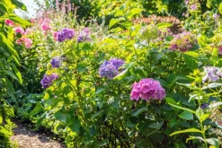 Hydrangea macrophylla (Hortensia)