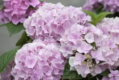 Hydrangea macrophylla (Hortensia)