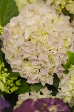 Hydrangea macrophylla (Hortensia)