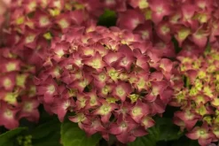 Hydrangea macrophylla (Hortensia)