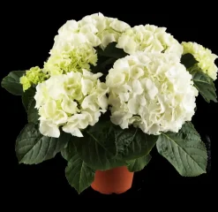 Hydrangea macrophylla (Hortensia)