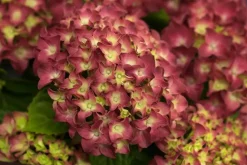 Hydrangea macrophylla (Hortensia)