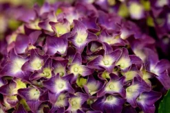 Hydrangea macrophylla (Hortensia)