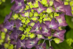 Hydrangea macrophylla (Hortensia)