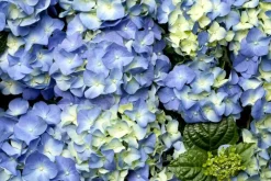 Hydrangea macrophylla (Hortensia)