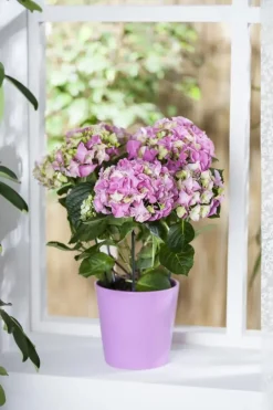 Hydrangea macrophylla (Hortensia)