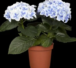 Hydrangea macrophylla (Hortensia)